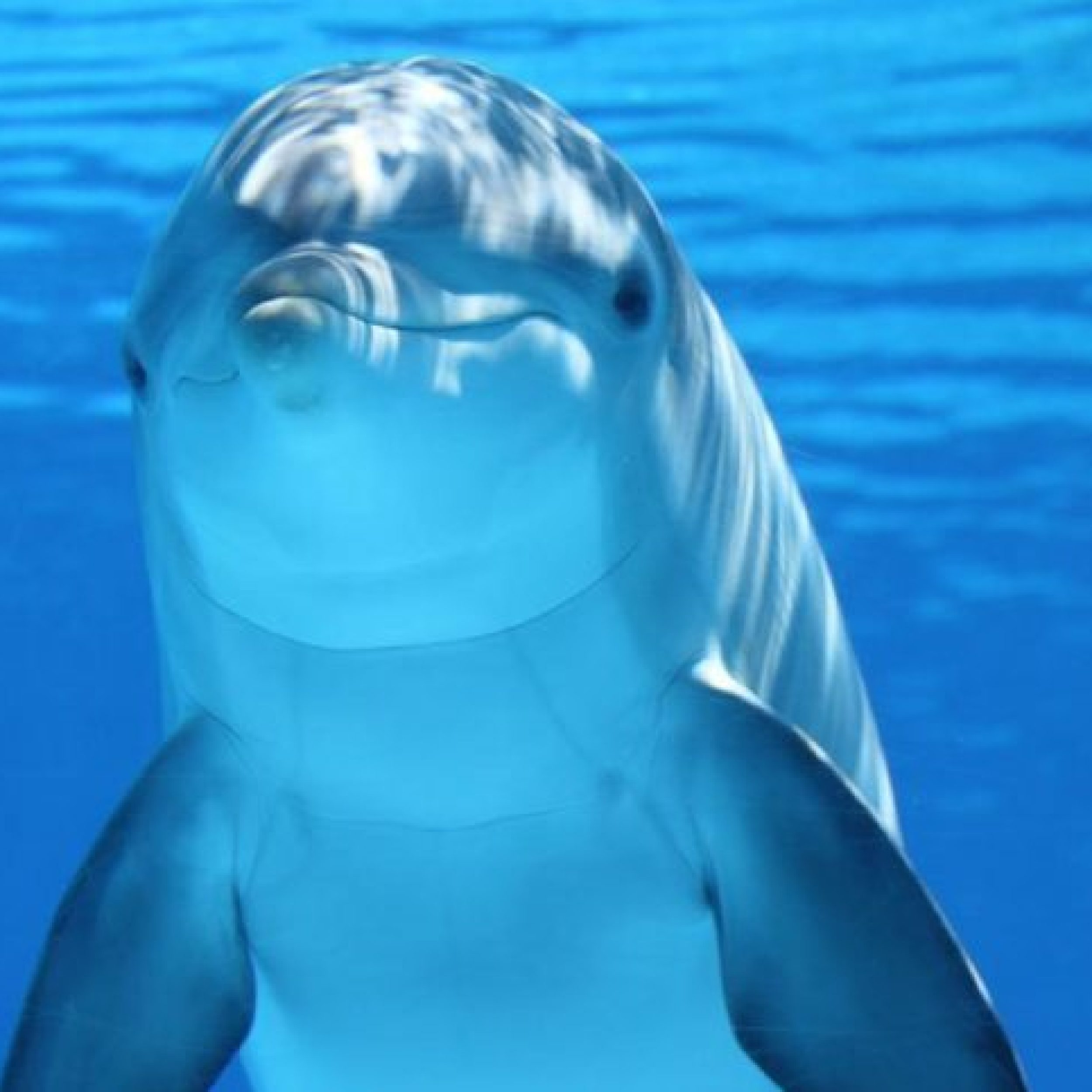 dolphin